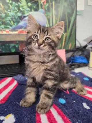 Dex