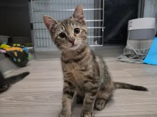 Zoe