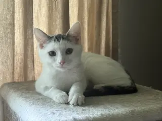 Lizzie