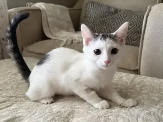 Lizzie