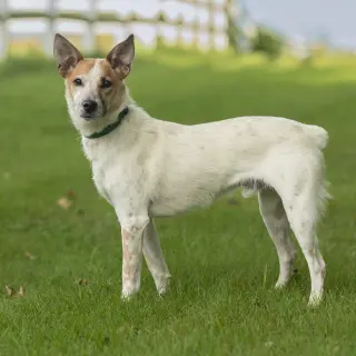 Max