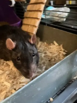 Luigi