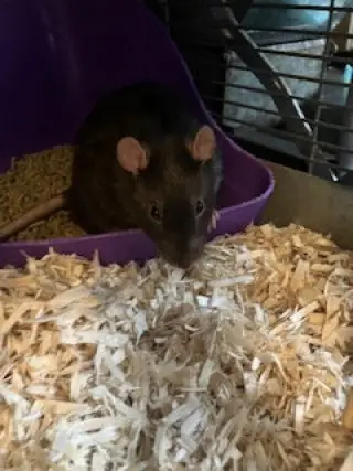 Luigi