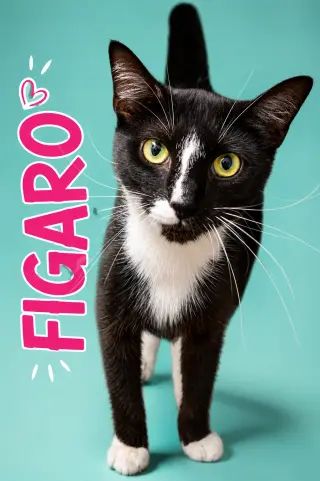 Figero/Figaro (FCID# 06/08/2026 - 20 Trainer)