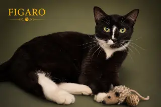 Figero/Figaro (FCID# 06/08/2026 - 20 Trainer)