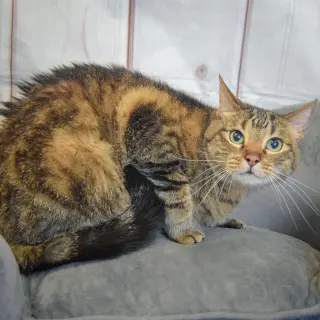 Peppy