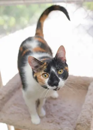 Zia