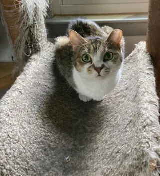 Birdie