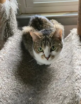 Birdie