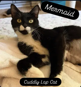 Mermaid, Jenkintown PS (FCID 05/19/2026-79)