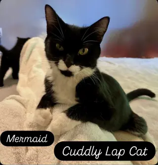 Mermaid, Jenkintown PS (FCID 05/19/2026-79)