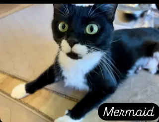 Mermaid, Jenkintown PS (FCID 05/19/2026-79)