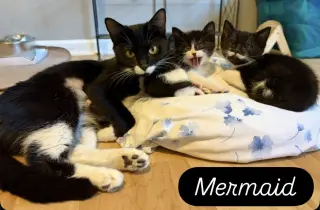 Mermaid, Jenkintown PS (FCID 05/19/2026-79)