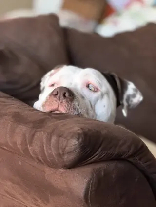 Bowser