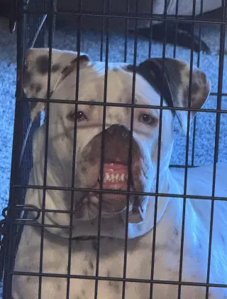 Bowser