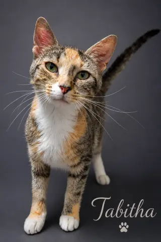 Tabitha (FCID# 06/08/2026 - 14 Trainer)