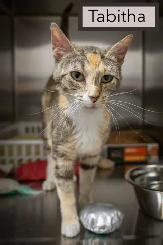 Tabitha (FCID# 06/08/2026 - 14 Trainer)