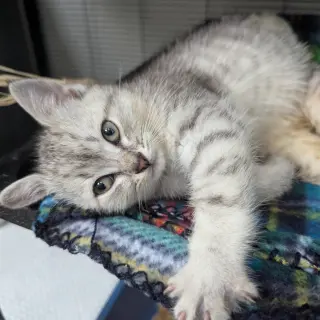 Hedwig