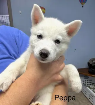 Peppa