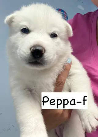 Peppa