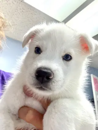 Poe