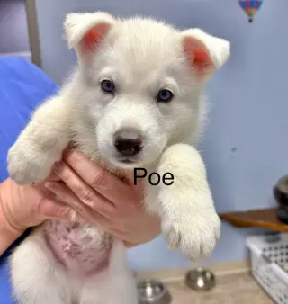 Poe