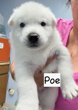 Poe