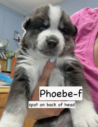 Phoebe