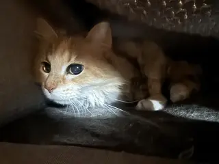 Sparkle Toes