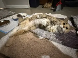 Sparkle Toes