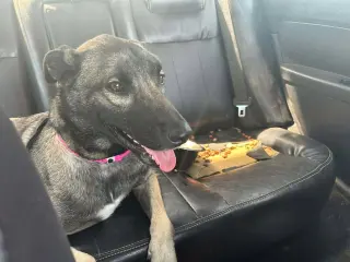 Ella