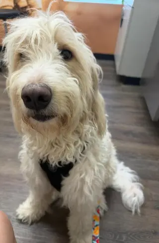 Noodles