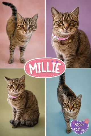 Millie (FCID# 05/18/2026 - 37 Trainer)
