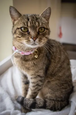 Millie (FCID# 05/18/2026 - 37 Trainer)