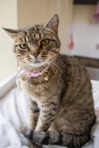Millie (FCID# 05/18/2026 - 37 Trainer)