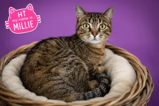 Millie (FCID# 05/18/2026 - 37 Trainer)