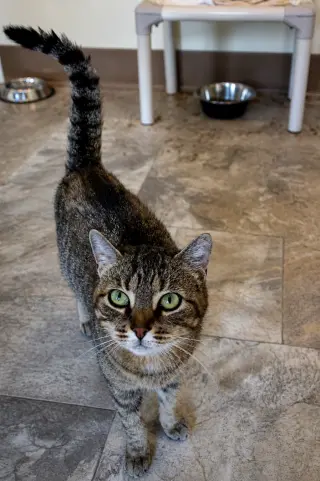 Millie (FCID# 05/18/2026 - 37 Trainer)