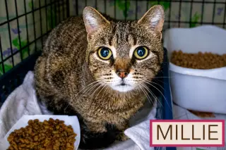 Millie (FCID# 05/18/2026 - 37 Trainer)