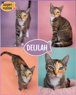 Delilah (FCID# 06/08/2026 - 83 Trainer)