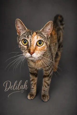 Delilah (FCID# 06/08/2026 - 83 Trainer)