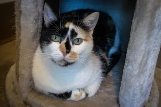 Callie (FCIFD# 06/02/2026 - 85 Trainer)
