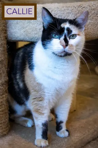 Callie (FCIFD# 06/02/2026 - 85 Trainer)