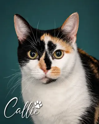 Callie (FCIFD# 06/02/2026 - 85 Trainer)