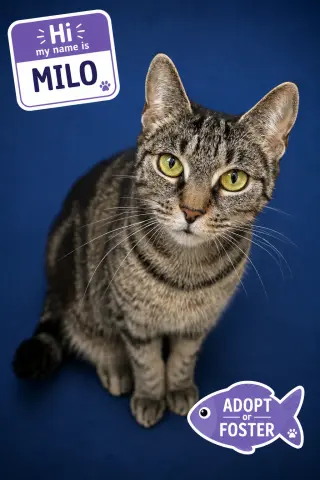Milo (FCID# 06/08/2026 - 22 Trainer)