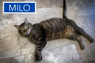 Milo (FCID# 06/08/2026 - 22 Trainer)