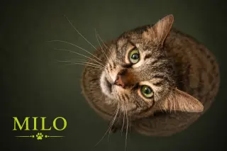 Milo (FCID# 06/08/2026 - 22 Trainer)