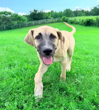 Roux