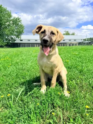 Roux