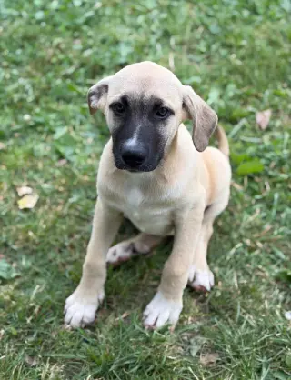 Roux