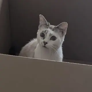 Lizzie